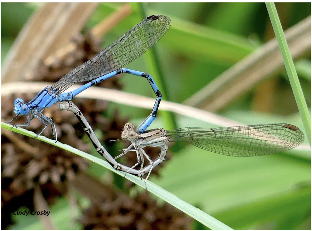 Species of the Month — Dragonfly Society of the Americas